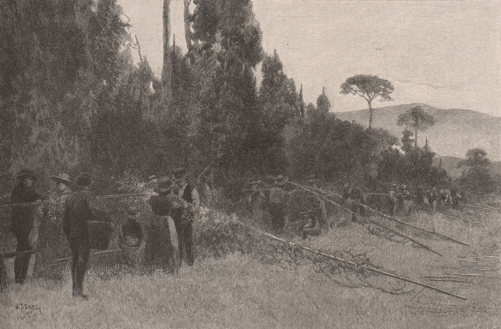 Hop-Picking near BAIRNSDALE. Victoria, Australia 1888 old antique print